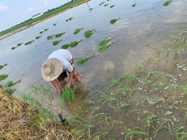 2020年洪涝灾害下“米袋子”“菜篮子”影响如何？怎样恢复农业生产？