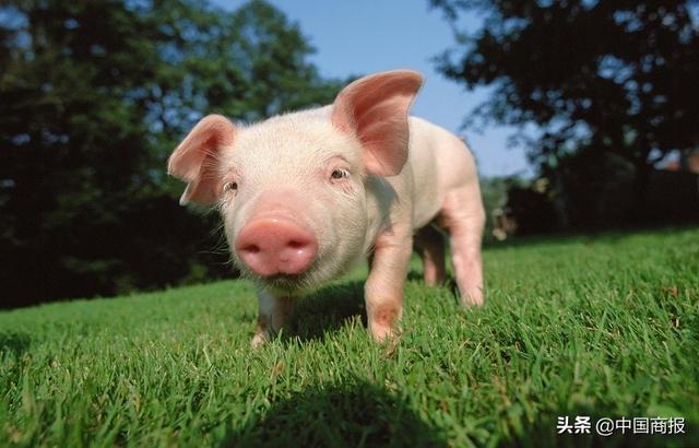 生态发酵床养猪可行性报告案例：如何编写出优秀的可行性报告？