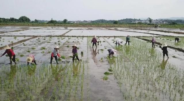 南丰：发展“生态种养” 打造绿色农业