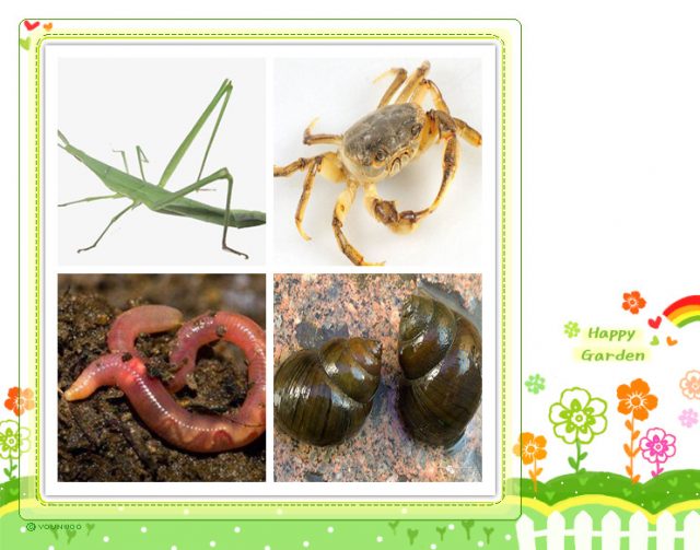 小学户外研学课程：田间小动物（蚯蚓-蚂蚱-田螺-河蟹）的捕捉与观察