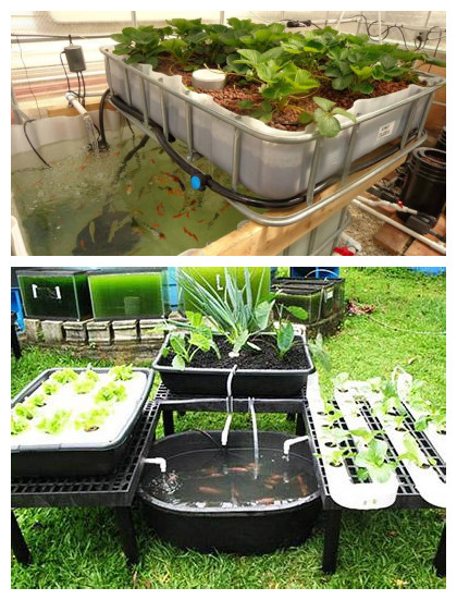 生态循环农业研学课程：搭建一套“鱼菜共生”生态系统