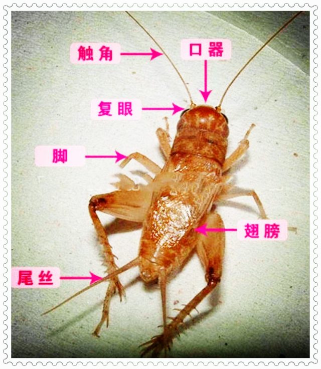 蟋蟀的形态特征图片