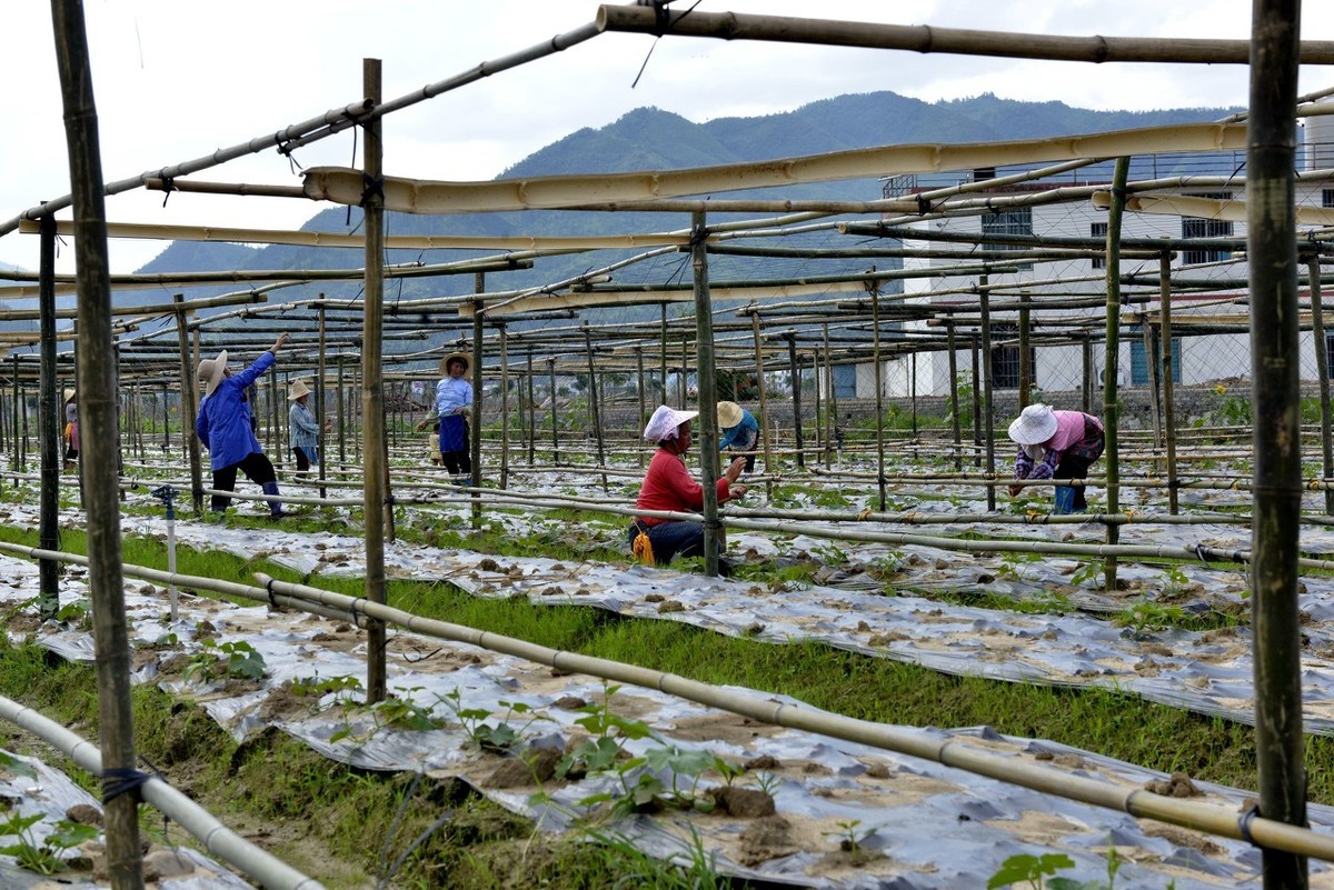 农业劳动实践活动：给喜欢爬藤的蔬菜作物搭立生长支架？