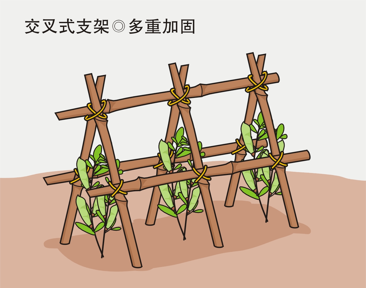 农业劳动实践活动：给喜欢爬藤的蔬菜作物搭立生长支架？