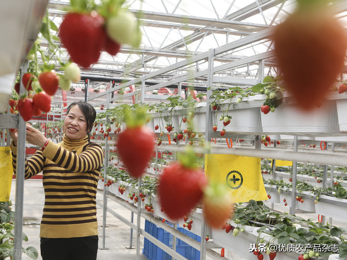 摩天大楼里种菜…都市农业的创意居然这么多！会是中国农业的新未来吗？