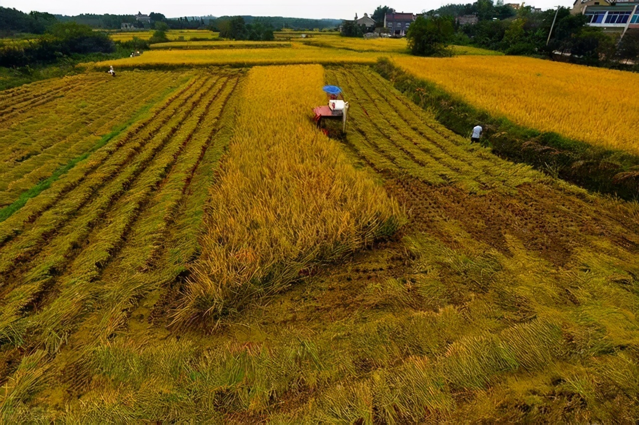 “共享稻田”搭建农田与餐桌的发展共同体