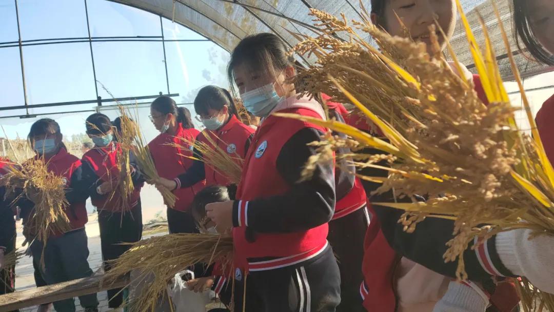 如何设置学校欢迎、学生喜欢的水稻主题劳动课程？