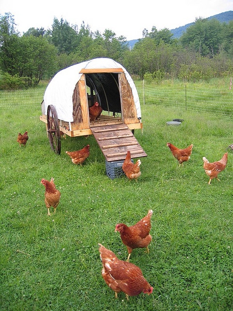 组图：生态旅游观光农场，需要这些高颜值的鸡舍！