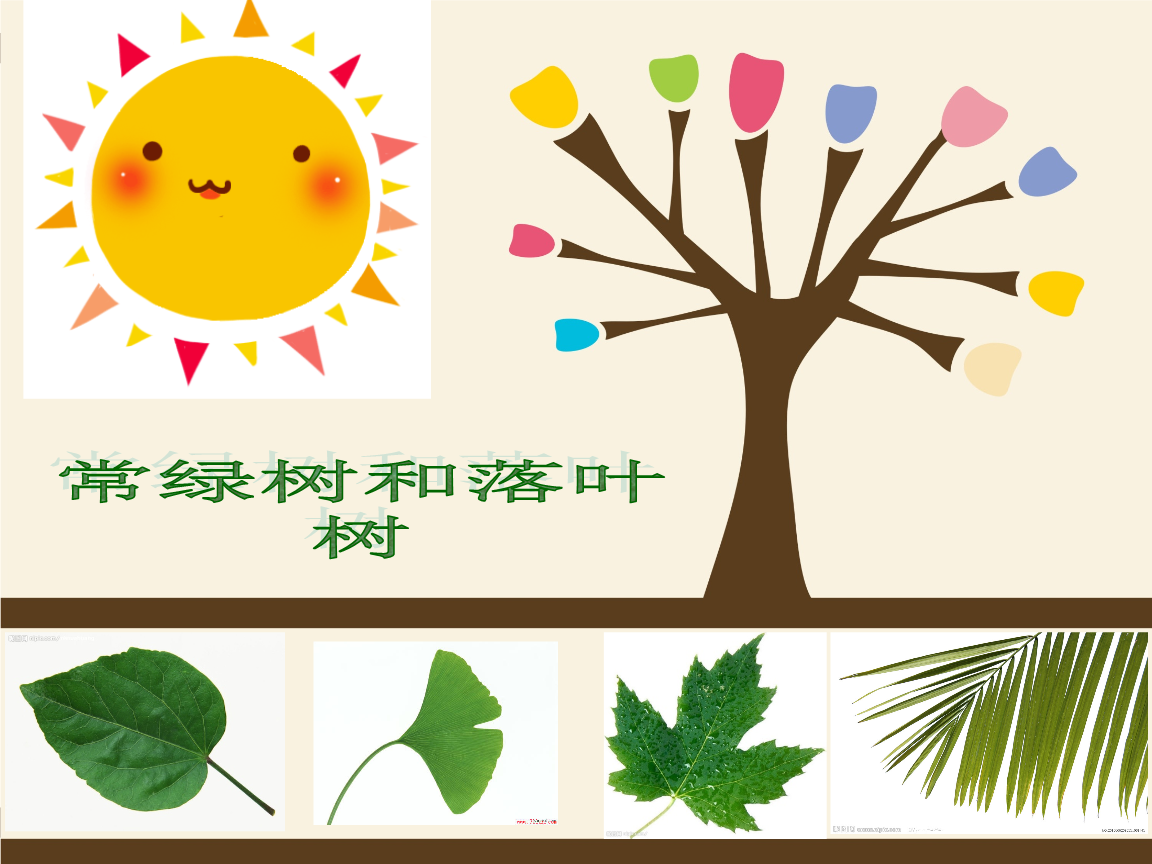 《落叶树和常绿树》幼儿园自然教育活动教案（含拓延版）