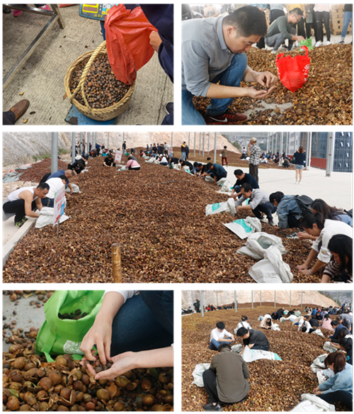 农民乡村趣味运动会，粮食秋收与挑拣茶籽劳动竞赛活动