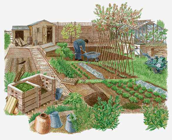 以校园小菜园为例，学校劳动基地应该怎样规划建设？