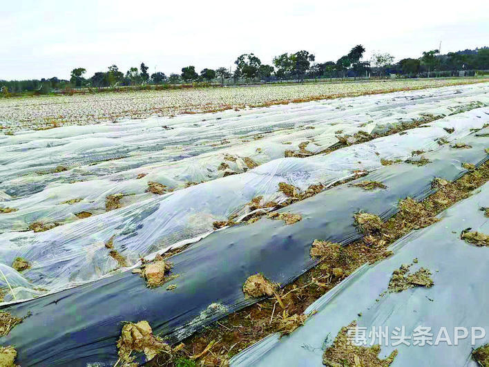 南方不抗寒，寒冷天气致惠州农业受灾逾8万亩，直接经济损失超亿元