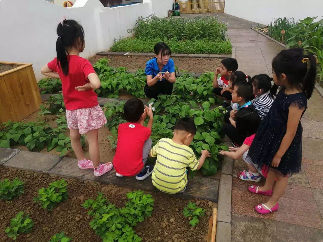 幼儿园开辟农耕教育小菜园，农场是劳动教育的最佳场所