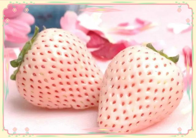 校园研学劳动：草莓种子有性繁殖，1粒果实裂变为几十盆草莓