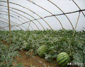 武汉现有哪些农业部级的农产品地理标志品牌？江夏占比三分之一