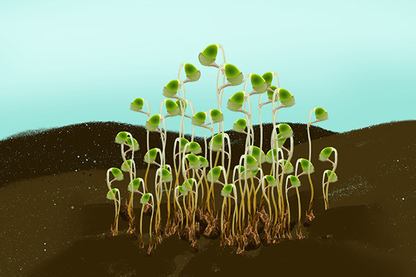植物研学：这种苔藓生命力极其旺盛，是环境监测员，却非常低调