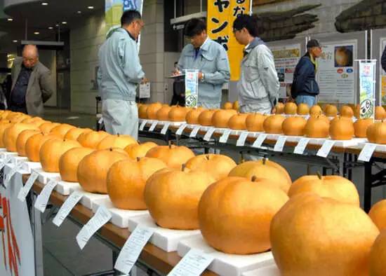 日本农业与农产品为什么世界领先？有哪些精细农业案例值得我们学习？