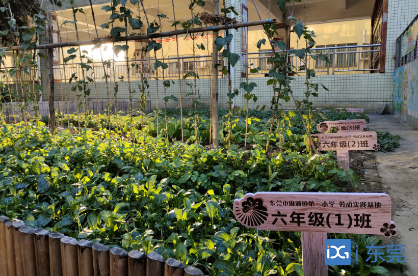 敲春锣，认农具，栽种苗：北京教学植物园与东莞麻涌二小开启“春耕节”