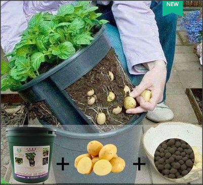 研学：开“窗”的套盆种土豆，可观察土豆的生长过程，感受收获的乐趣