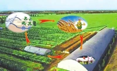 石家庄市：2021北方农业（蔬菜）科技创新发展大会召开