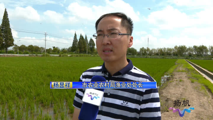 江苏启动绿色种养循环农业试点，扬州推出“稻虾鸭”综合种养新模式