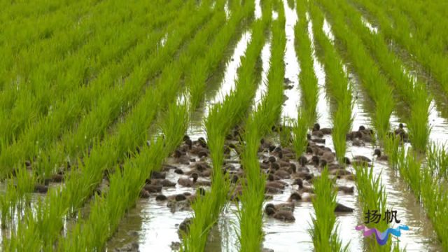 河南省农科院及新乡市农业农村局推进抗灾救灾专项行动