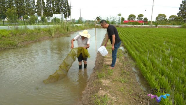 农业农村部：为河南安排救灾资金1.4亿元，组织灾后畜禽消毒防疫工作