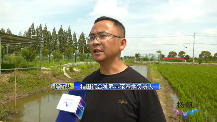 江苏启动绿色种养循环农业试点，扬州推出“稻虾鸭”综合种养新模式