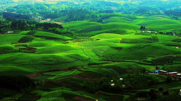 贵州：聚焦现代农业三大体系，推进农业农村改革，加快构建山地农业产业体系