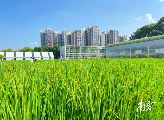 两大农业主题公园揭幕！广州天河打造全国农科“硅谷”示范区