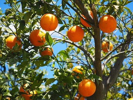 柑橘采摘后，可以这样进行储存，保鲜长达三个月