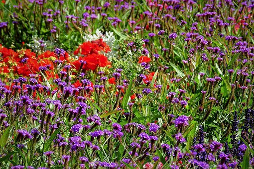 紫色花海品种：薰衣草-马鞭草-鼠尾草