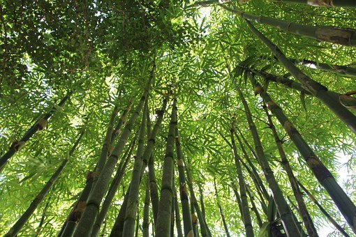 森林生态科普解读：森林是碳库，是实现“双碳”目标的重要路径