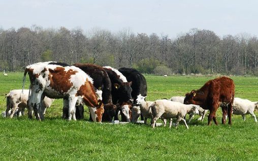 小牛, 羊, 羔羊, 春天, 圩田, 牧场, 乳清, 动物, 性质, 农场