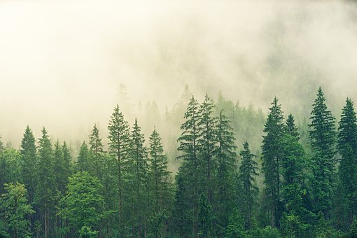 拥有1亩林地即可申请林业碳汇证，如何获取林业碳汇证及碳汇造林项目备案？