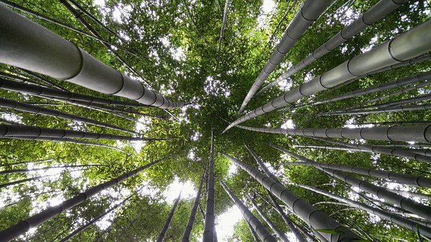 江西开发CCER林业碳汇试点项目，湖南株洲斩获国土绿化试点示范项目