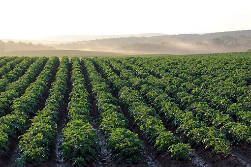 安徽出台“两强一增”强农行动方案，河南创新发展农产品供应链模式