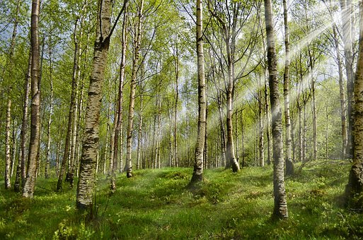 森林生态效益补偿资金项目申报要注意哪些问题？