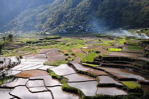 稻作文化：稻作农业历经数千年之久，是人与自然界动植物协同进化过程