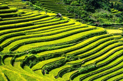 稻作文化：稻作农业历经数千年之久，是人与自然界动植物协同进化过程
