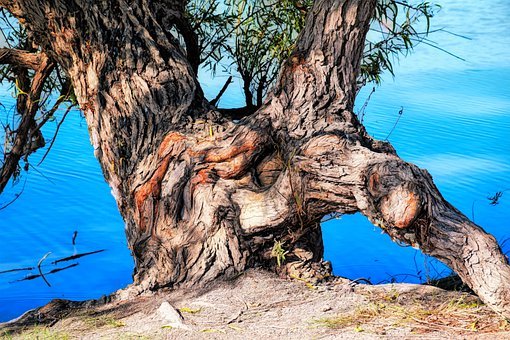 广西东兴发现古树新种，湖北咸丰百年古树成游客打卡点