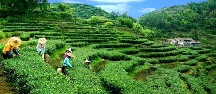 新增三项全球重要农业文化遗产：福建安溪茶,赤峰游牧系统,涉县旱作石堰梯田