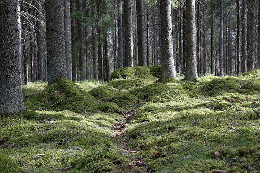 县区森林资源开发项目案例：林业碳汇项目可行性报告建议书