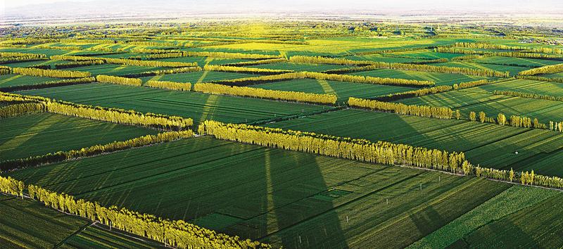 内蒙古优化农田林网配置和树种，聊城生态修复项目获绿化基金会批复