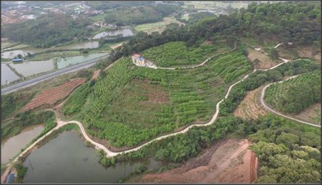 广西推广油茶+N复合经营模式,湖南完成油茶示范园建设