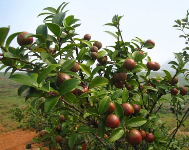 油茶种植创业项目的优势及收益分析