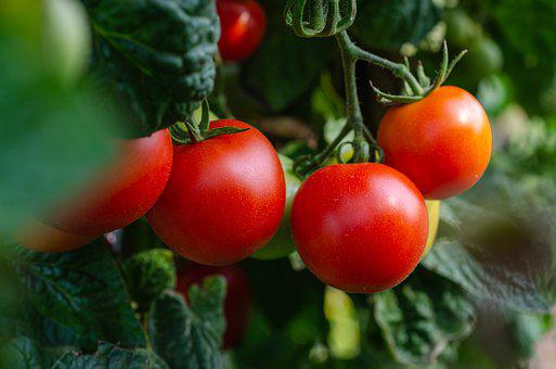 校园种菜农场：哪些蔬菜一年四季可种植？哪些蔬菜是耐荫的？