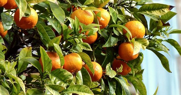 橙子, 水果, 树, 自然, 树叶, 橙子, 橙子, 橙子, 橙子, 橙子