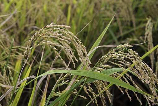 国家首次发布农作物优良品种推广目录，安徽部署2023年农资打假专项治理行动