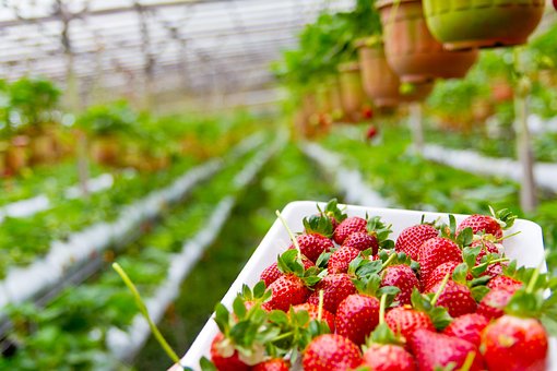 中国草莓之都+设施草莓第一县：种植面积达21万亩，实现高密度无土种植